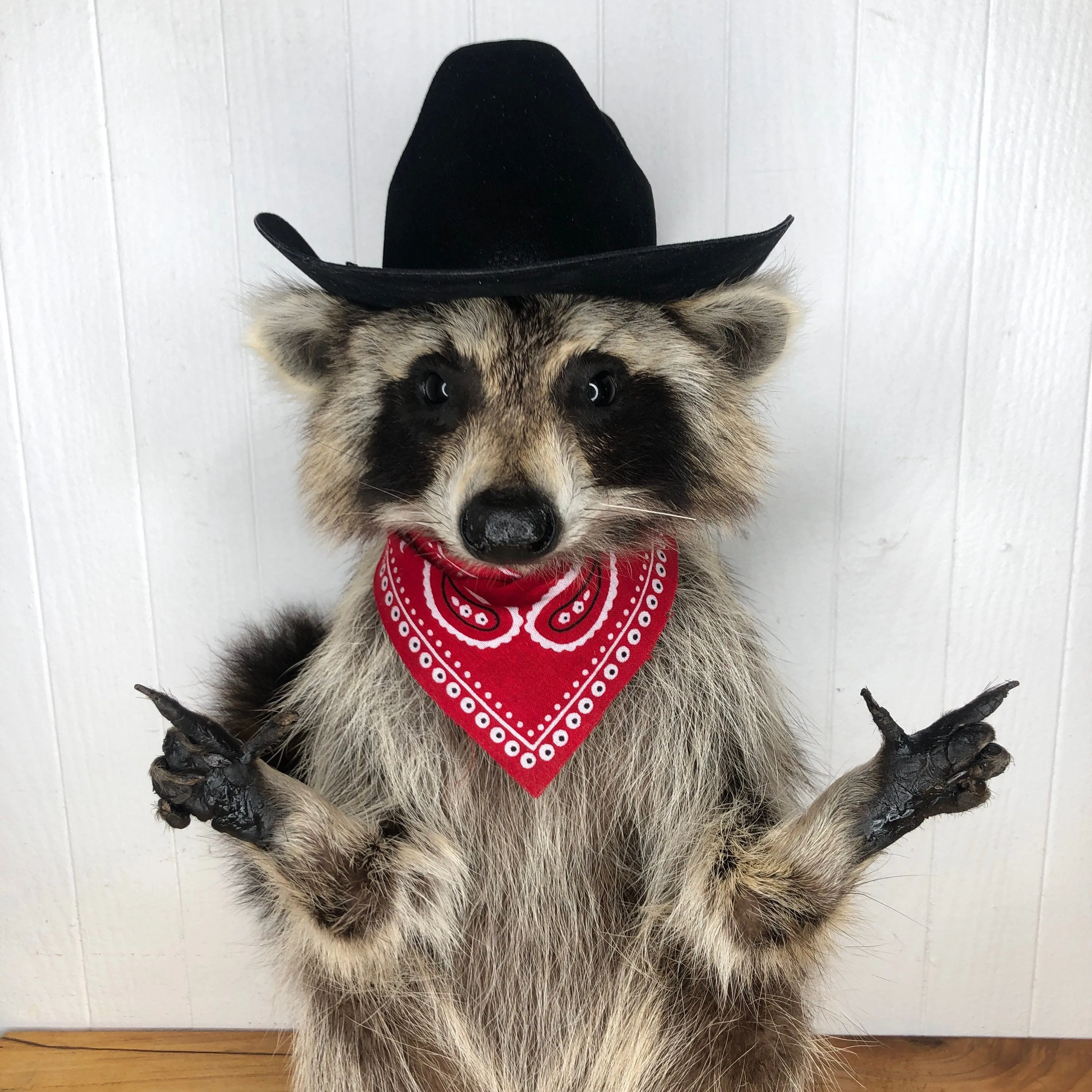 Taxidermy Raccoon Cowboy Finger Guns
