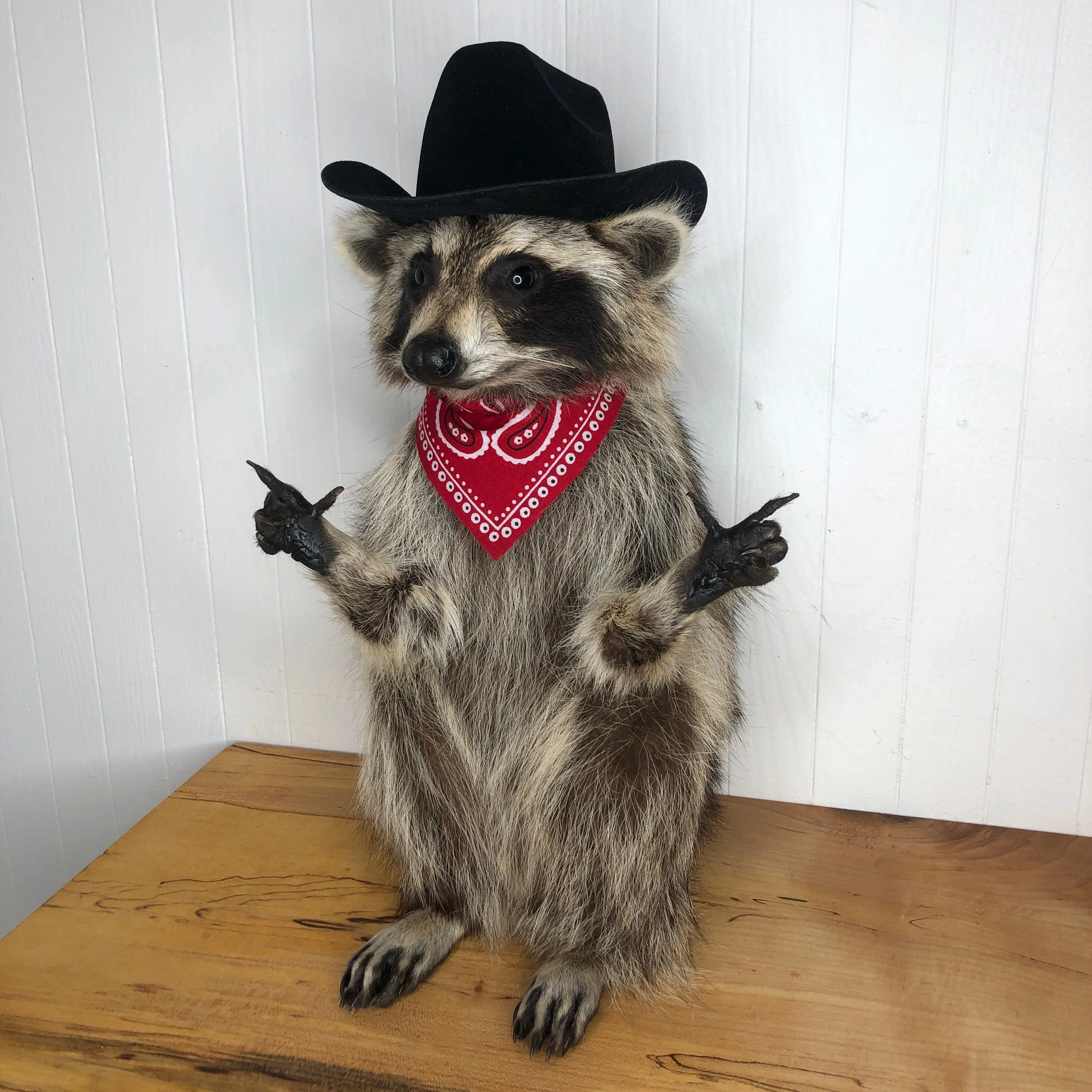 Taxidermy Raccoon Cowboy Finger Guns