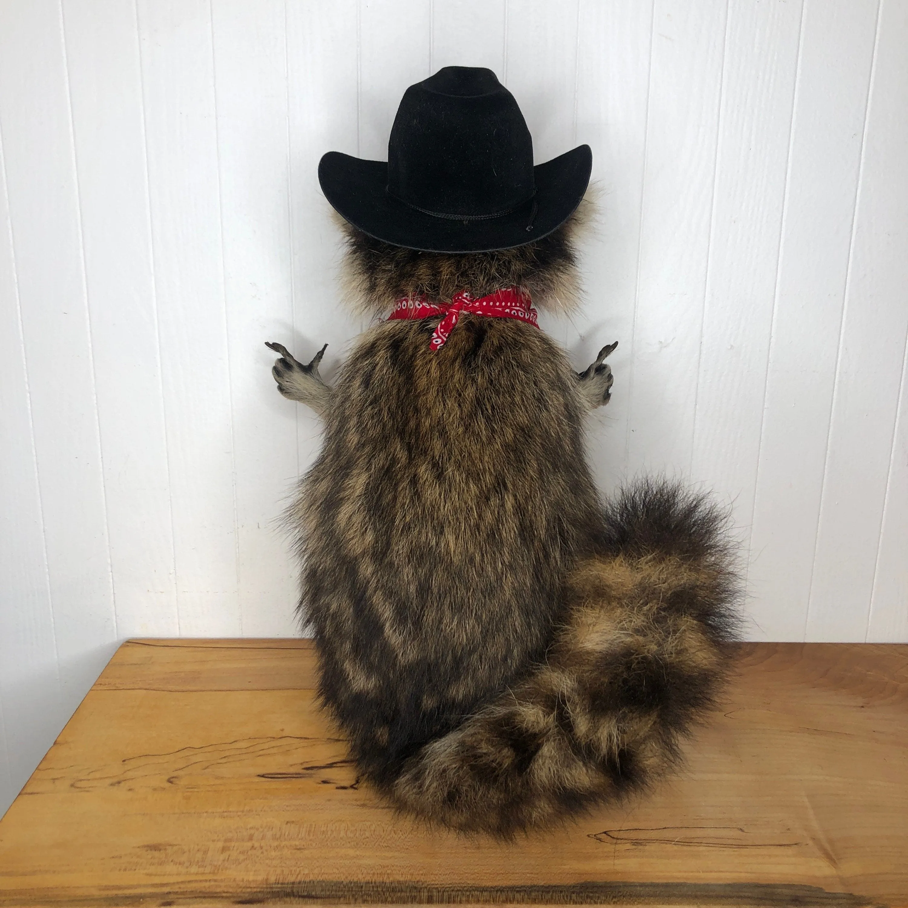 Taxidermy Raccoon Cowboy Finger Guns